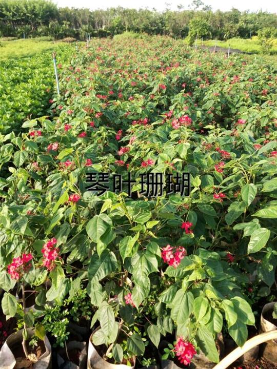 海南琴叶珊瑚批发，海南绿化苗木