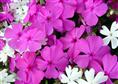 长春花供应商，海南长春花基地