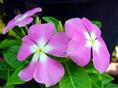 销售海口长春花/海南长春花小苗