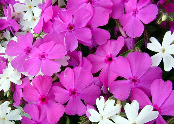 长春花供应商，海南长春花基地