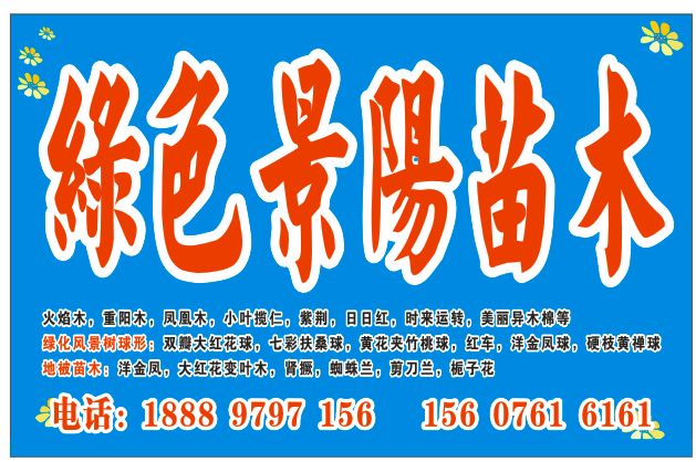 海南出售重阳木，大量供应重阳木