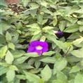 海南绿化苗木哪里好？紫花茉莉15103663217刘