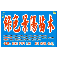 海南出售重阳木，大量供应重阳木