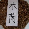 出售江西木荷种子 