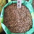 供应江西桂花种子 