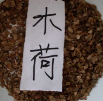 出售江西木荷种子 