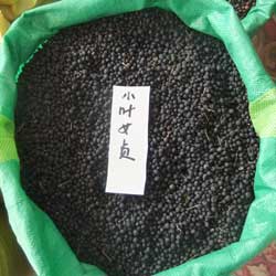 小叶女贞供应商 