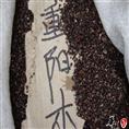 江西重阳木种子 