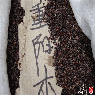 江西重阳木种子 