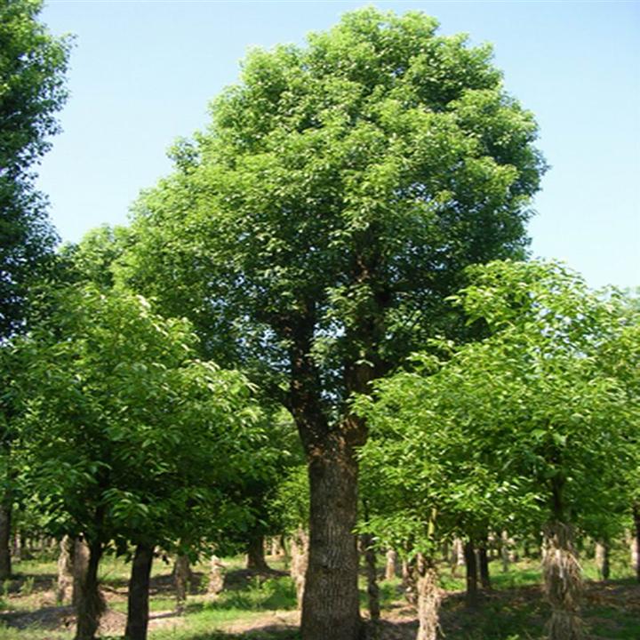 江西香樟批发价格 