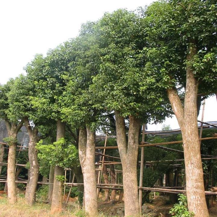 供应江西香樟价格 