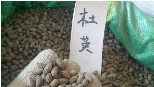 出售江西杜英批发价格 