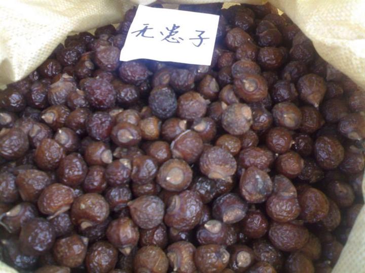 江西无患子**价格 