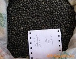 江西栾树种子基地价格 
