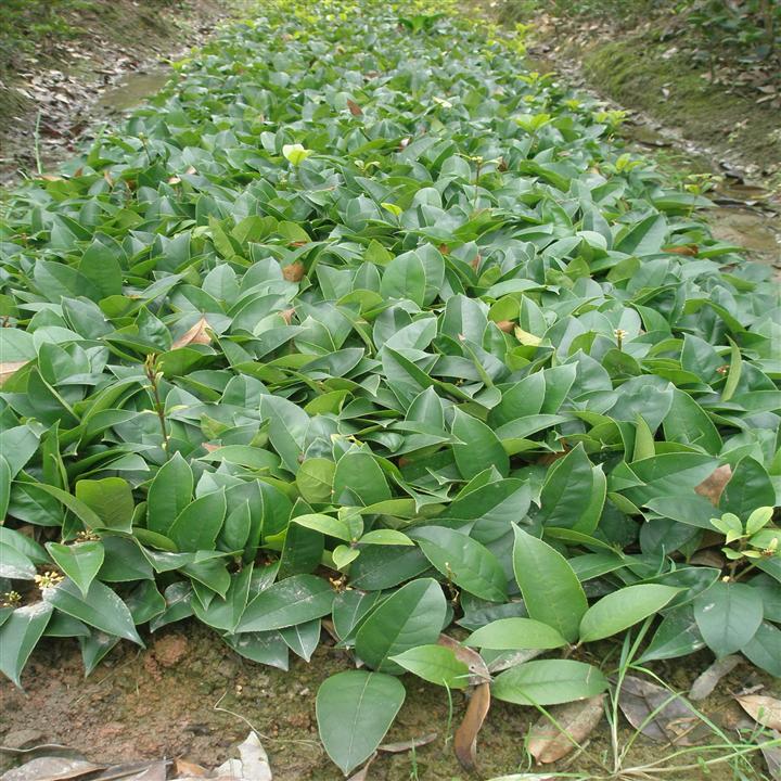 江西桂花小苗**价格 