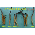 乌鲁木齐回收冬虫夏草-乌鲁木齐回收**9 