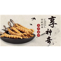 柳州虫草回收公司