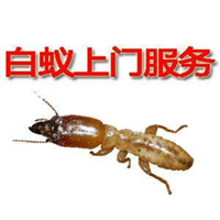 杭州灭白蚁电话 