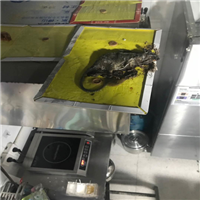杭州灭老鼠公司 