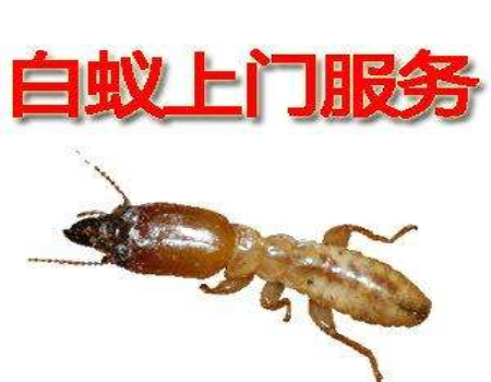 杭州灭白蚁电话 