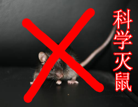杭州灭鼠公司 