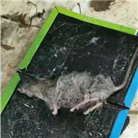 杭州灭老鼠灭蟑螂服务 