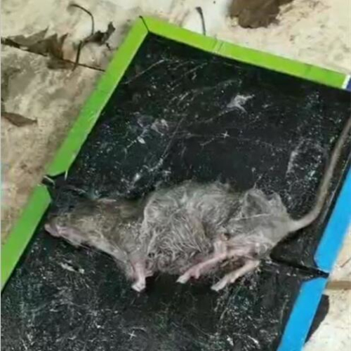 杭州灭老鼠灭蟑螂服务 