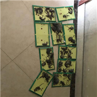 杭州灭鼠 