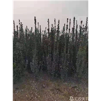 山东樱桃树苗