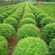 山东大樱桃苗种植基地 