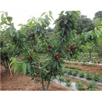 济宁大樱桃苗批发 大樱桃苗种植出售 