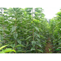 山东苹果小苗批发 