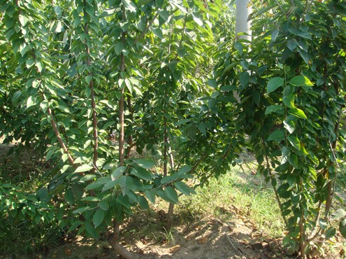 山东大樱桃苗价格 