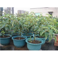 山东桃树苗,山东梨苗,山东杏苗,山东苹果苗,山东核桃苗 