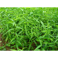 山东大樱桃苗,山东桃树苗,山东梨苗 