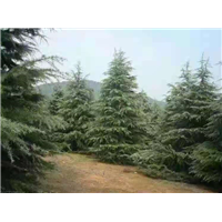 吉塞拉矮化樱桃砧木