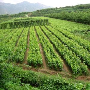 山东樱桃苗批发/山东樱桃苗基地 