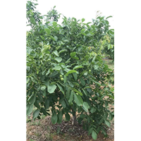 香玲核桃