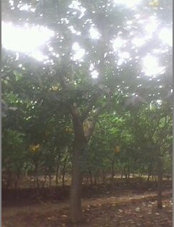 樱花小苗价格 