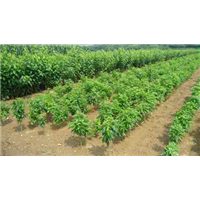 山东大樱桃苗种植基地 