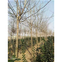 山东俄罗斯八号樱桃苗