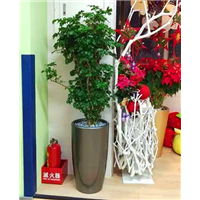 广州高档羽叶福禄桐 