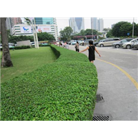广州绿化保养-福建茶保养 