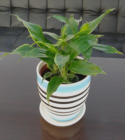 也门铁--广州绿色植物出租 