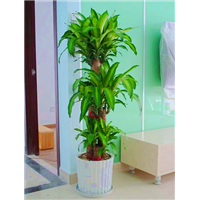 广州花木租赁-巴西木 