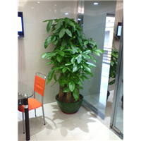 五杆发财树 /广州植物租摆/植物出租 
