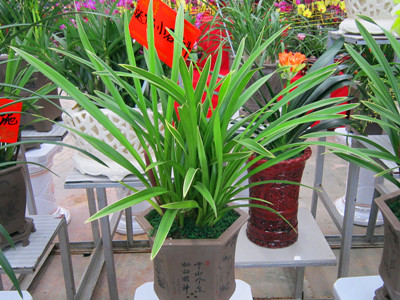 广州年宵花卉批发价格/墨兰 
