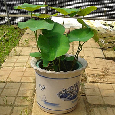 荷花 /广州植物出租/花卉租赁 
