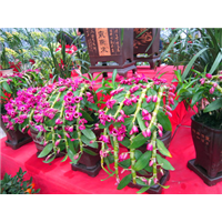 广州花卉批发价格/石斛兰（拱形） 