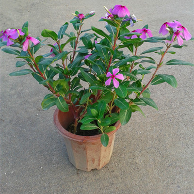长春花，广州花坛绿化 